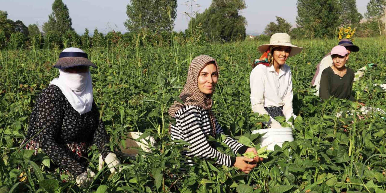 Gevaş fasulyesi girişimci kadınların eliyle değerleniyor