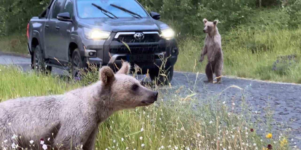 Nemrut’ta ayılarla yakın temas, doğal yaşamı tehdit ediyor