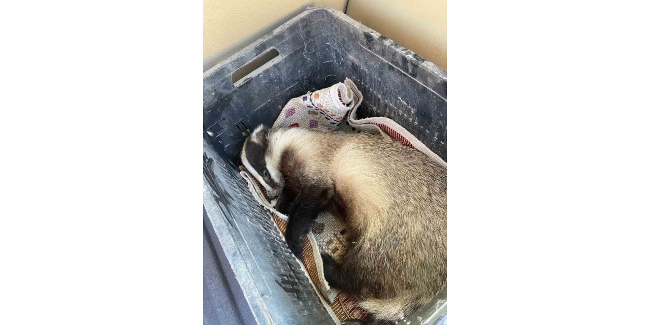 Aracın çarptığı porsuk yaralandı