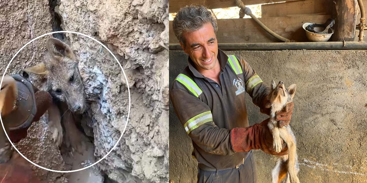 Kaya çatlağında sıkışan tilkiyi işçiler kurtardı