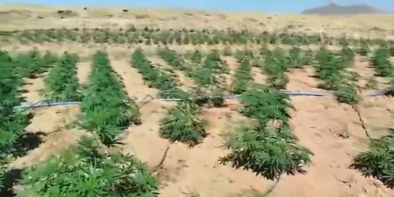 Bingöl’de 23 bin kök kenevir bitkisi ele geçirildi