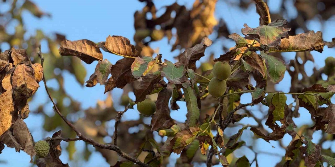 Sıcaklardan etkilenen ceviz ağaçlarının yaprakları ile meyveleri kurudu