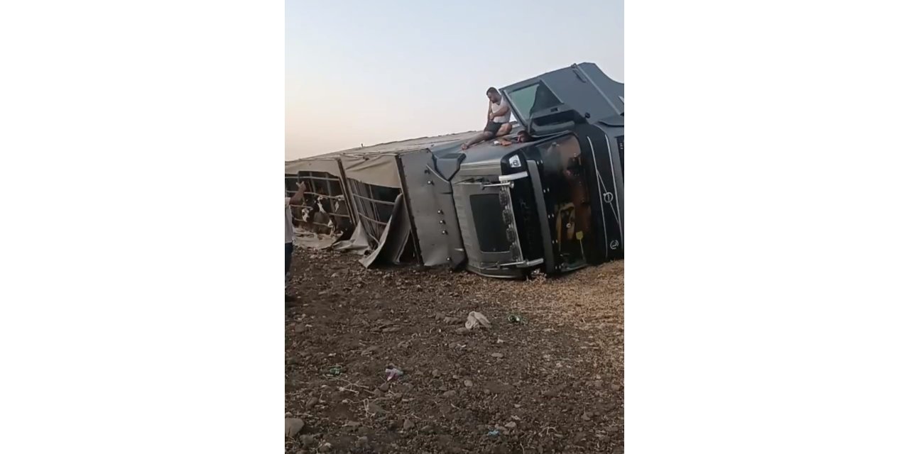 Urfa'da büyükbaş hayvan yüklü tır devrildi