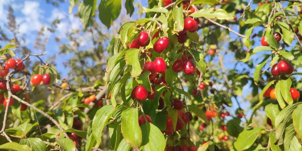 Şerbeti, çayı, meyvesi oluyor! Kalbi koruyor, enfeksiyonu düşürüyor