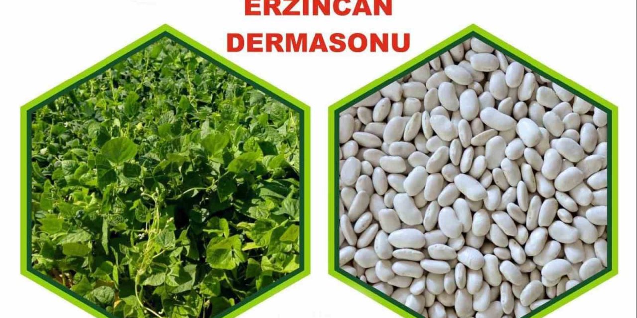 Erzincan’da yetiştirilen fasulye tescillendi