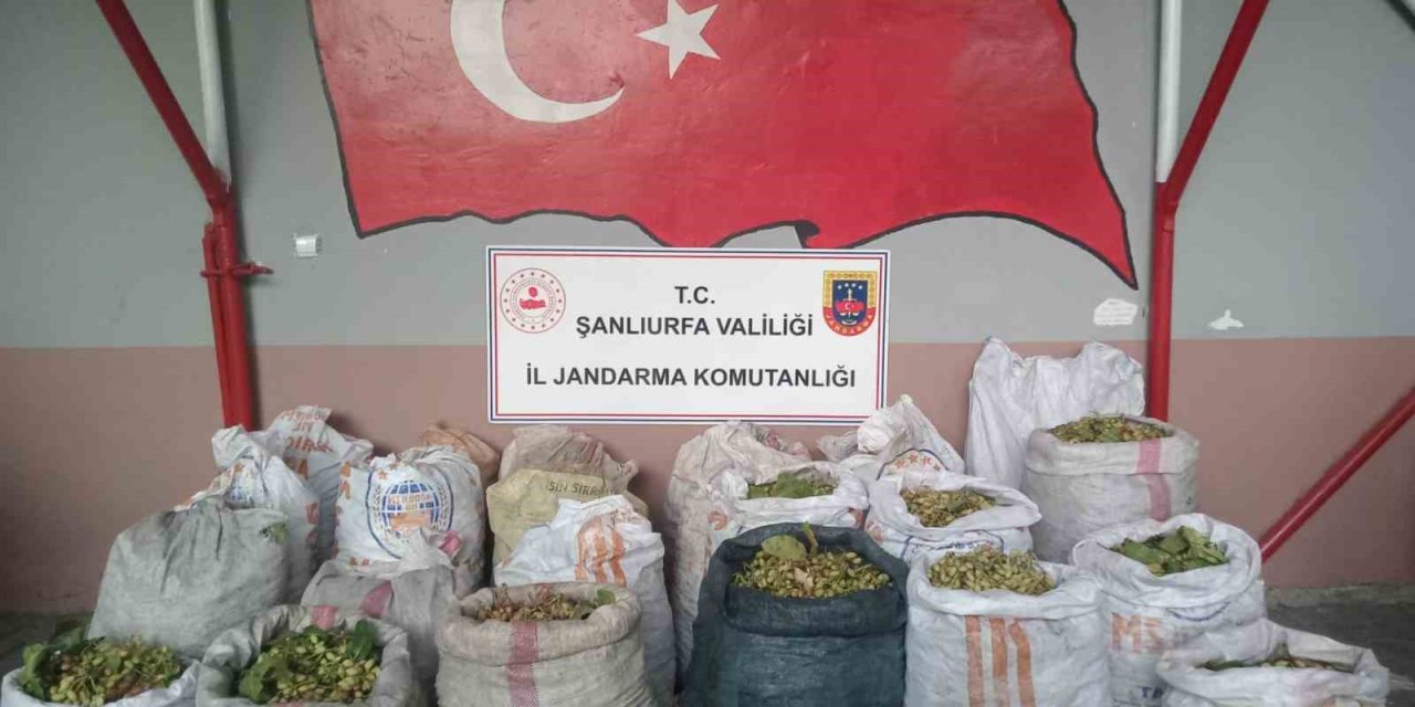 Şanlıurfa’da fıstık hırsızlığında 13 gözaltı