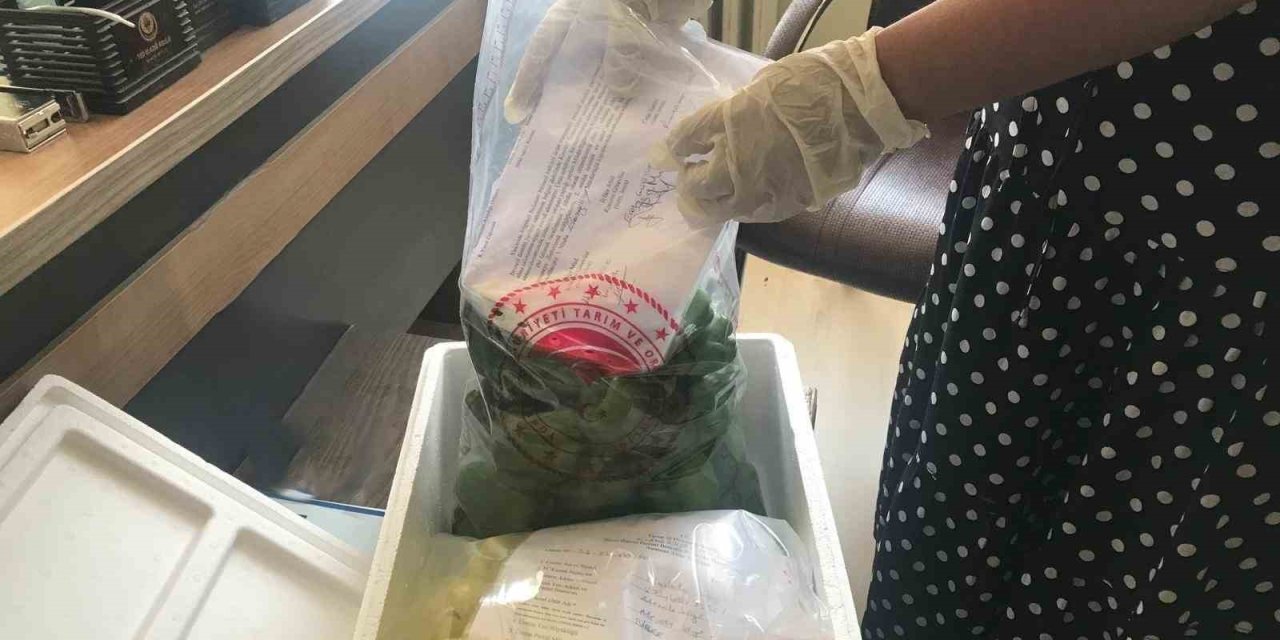 Elazığ’da pestisit denetimleri devam ediyor