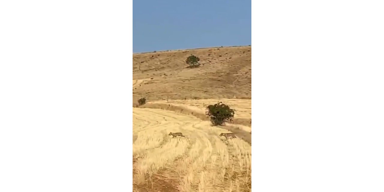 Muş’ta çoban ve köpekler, kurt saldırısının önüne geçti