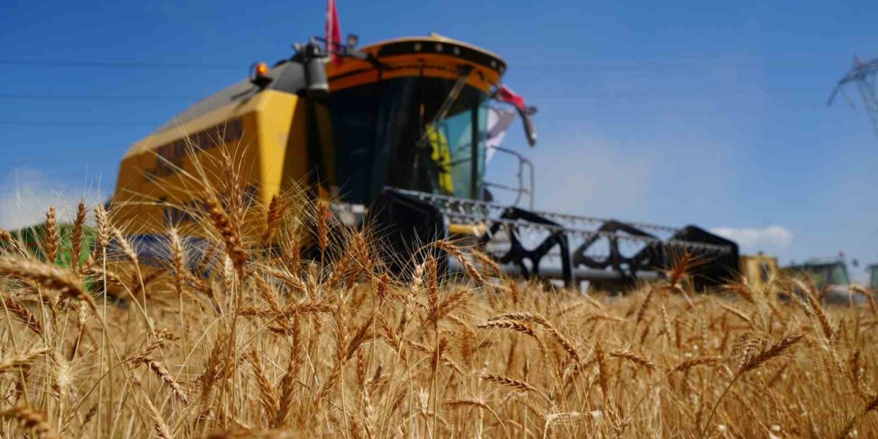 Atatürk Üniversitesi’nde buğday hasadı zamanı