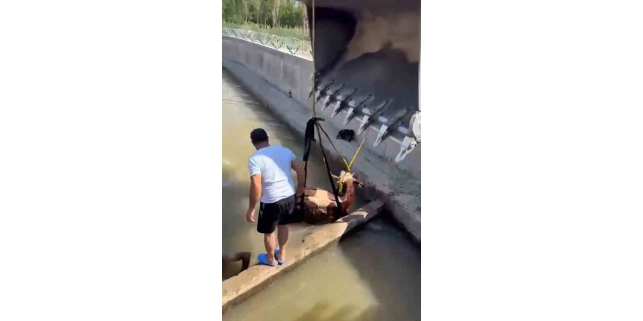 Iğdır’da kanala düşen inek kurtarıldı