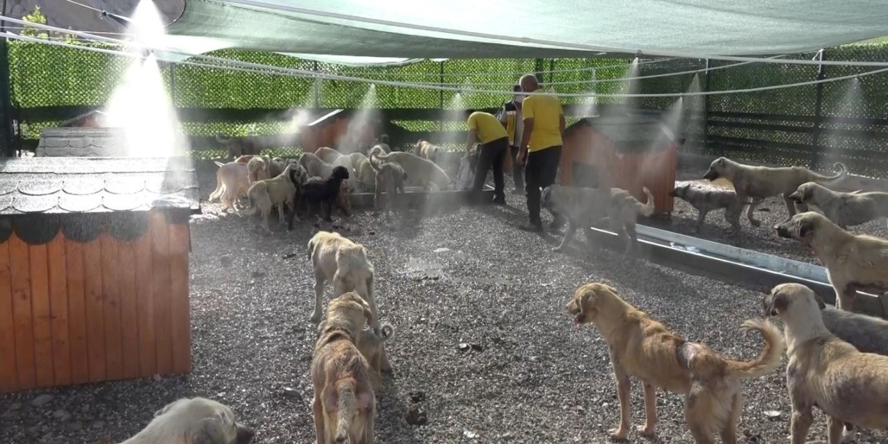 Adıyaman'da aşırı sıcaklardan bunalan hayvanlar fıskiyelerin altında serinliyor