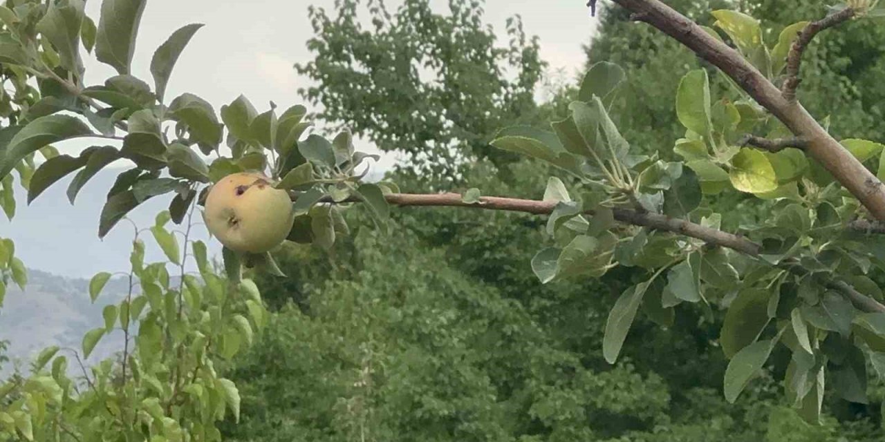 Yüzyılın donu meyve hasadını vurdu