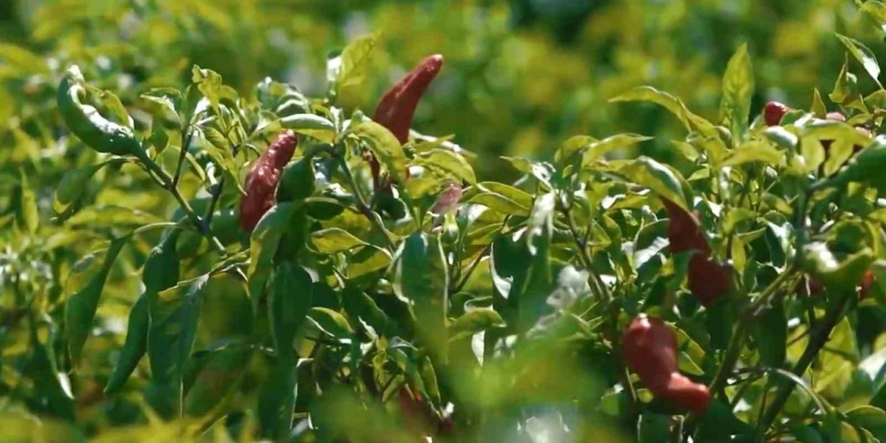 Kadınların biber mesaisi start verdi