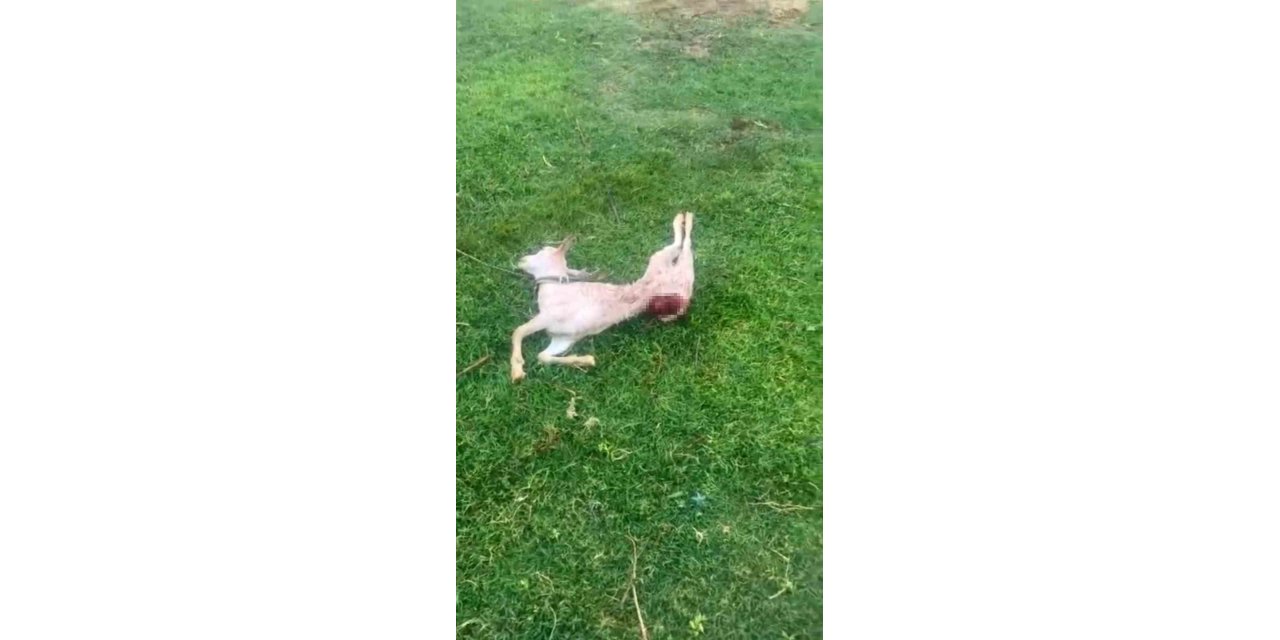 Sokak köpekleri iki keçiyi telef etti