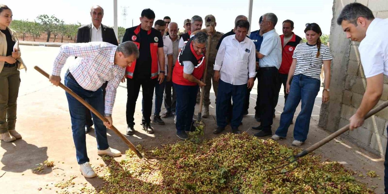 Şanlıurfa’da boz fıstık hasadı start verdi