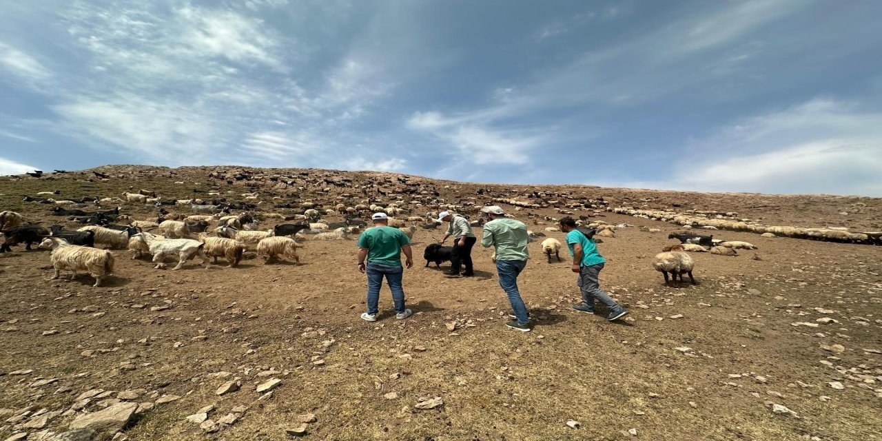 Beytüşşebap yaylalarında hayvanlara sağlık kontrolü yapıldı
