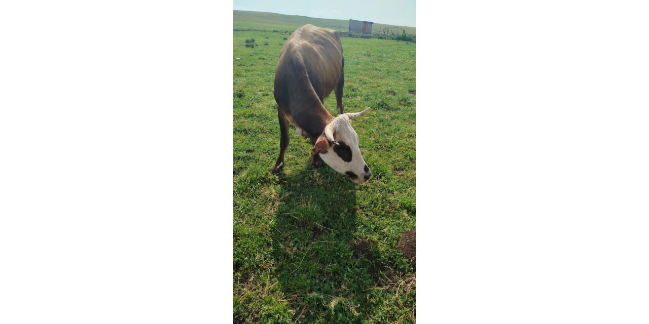 Ardahan’da şap hastalığı alarmı