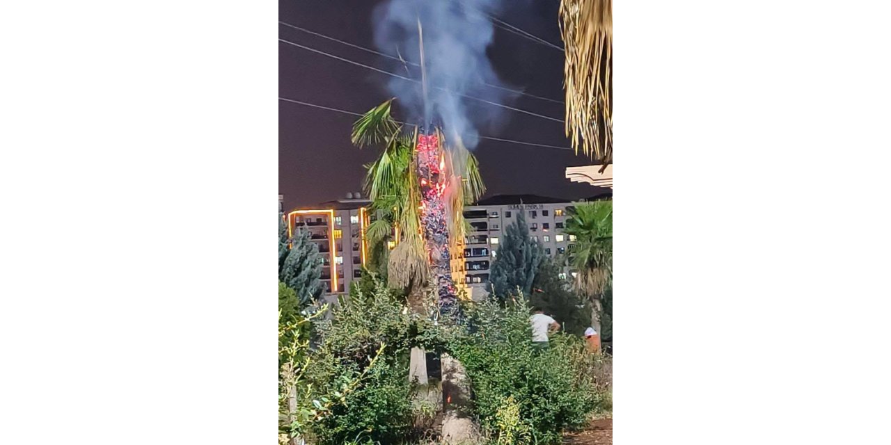 Palmiye ağacı ateşe verildi