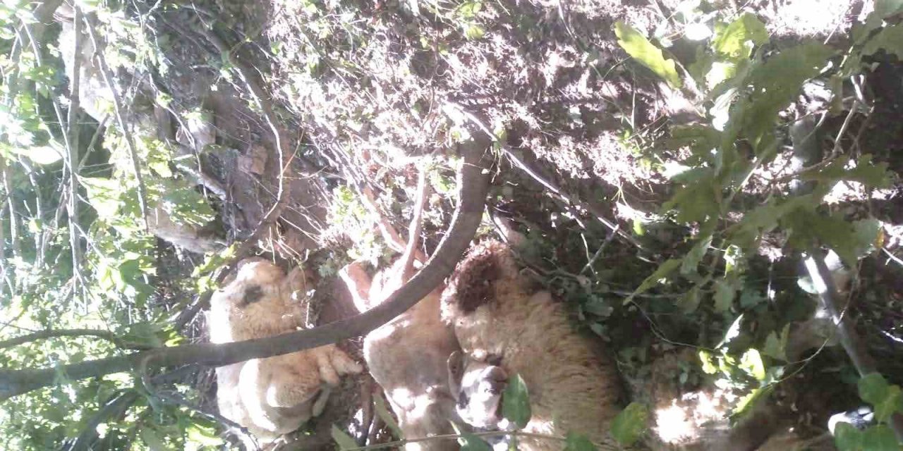 Tunceli’de 30 koyun telef oldu