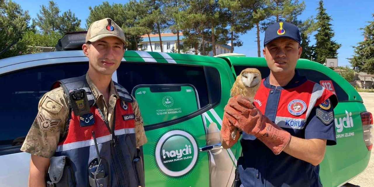 Yaralı peçeli baykuş koruma altına alındı