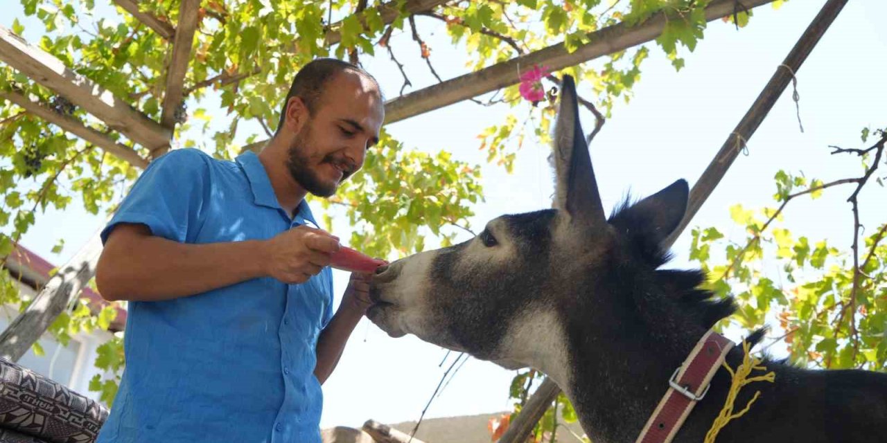 Gaziantep'te annesi ölen eşeğe gözü gibi bakıyor