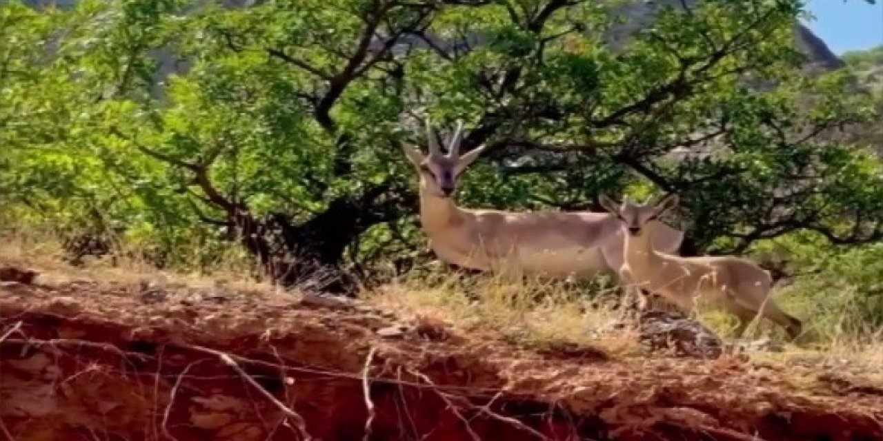 Kemaliye’de anne ve yavru dağ keçisi görüldü