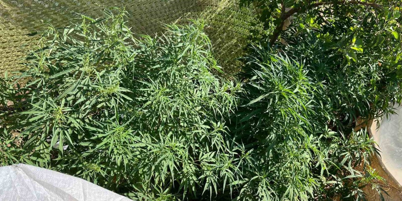 Urfa’da uyuşturucu operasyonu: 2 gözaltı