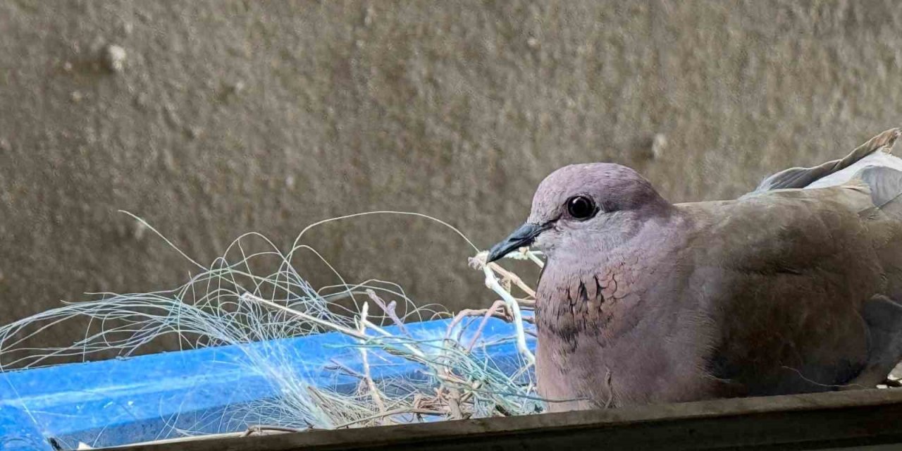 Pencerelerine yuva yapan kumruya gözleri gibi bakıyorlar