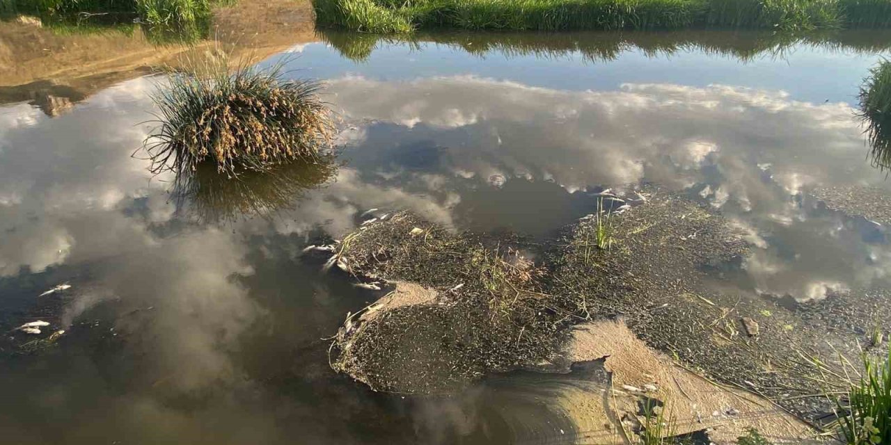 Karasu’da balık ölümleri korkuttu