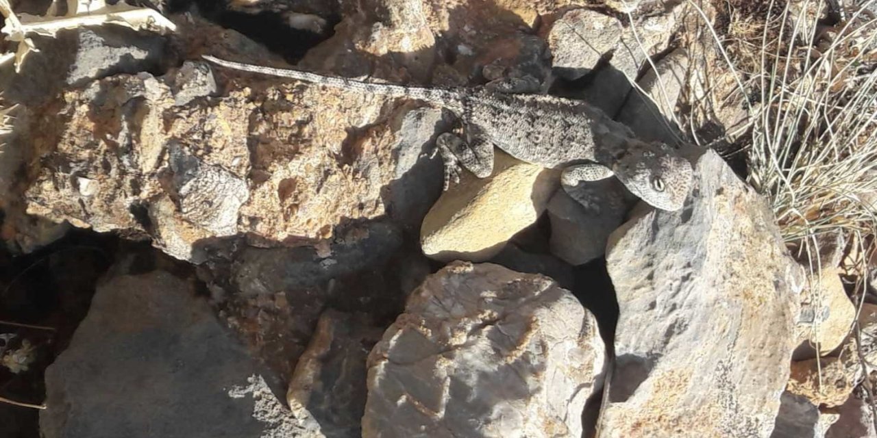 Tunceli’de kırmızı listede bulunan ‘Bozkır Keleri’ görüntülendi
