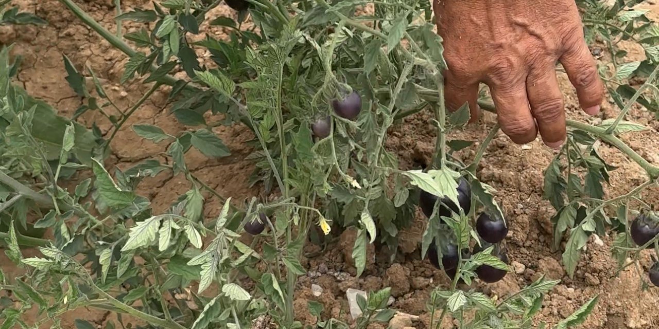 Yüksekova’da siyah domates 2 senedir aynı çiftçi tarafından yetiştiriliyor