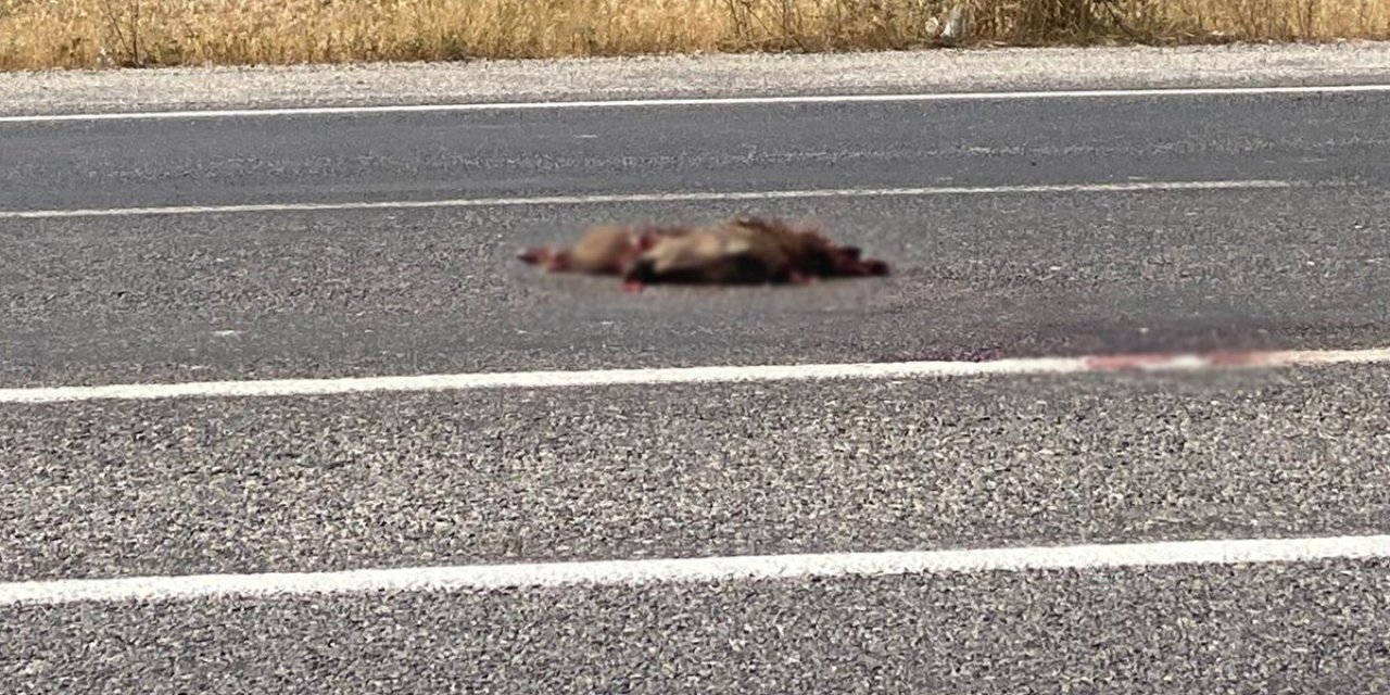 Van-Muradiye kara yolunda otomobil domuza çarptı