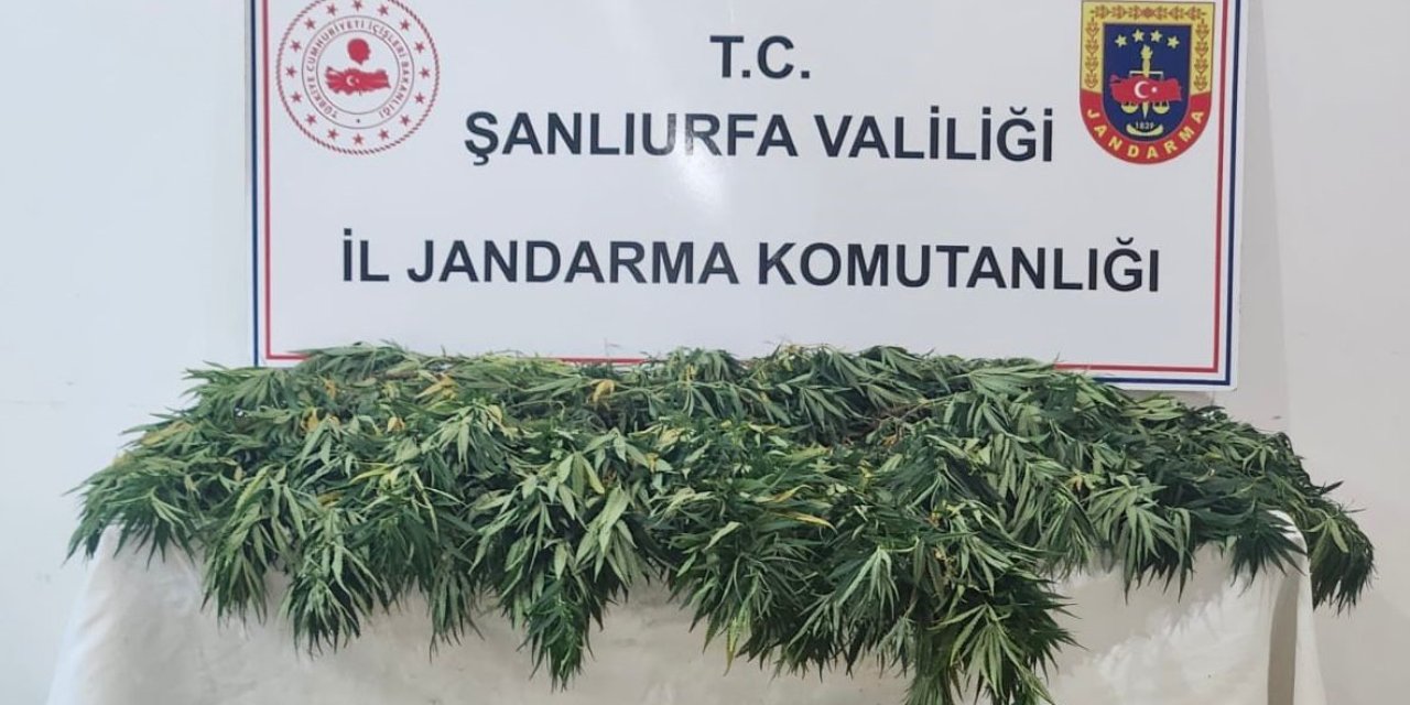 Şanlıurfa’da uyuşturucu operasyonunda 2 gözaltı