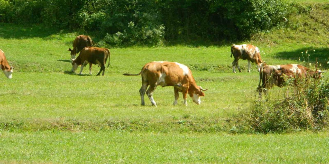 Posof’ta şap hastalığı besicileri zorda bıraktı