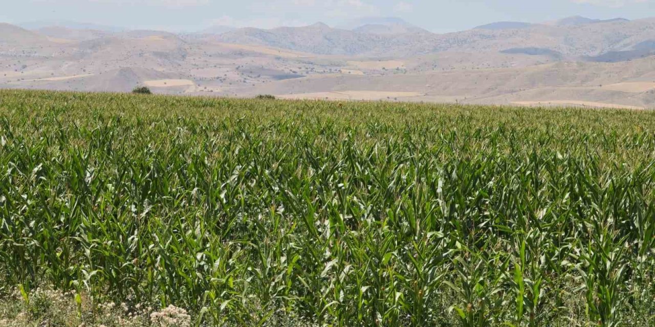 Erzurum'da ayçiçeği ve mısır üretimi artıyor