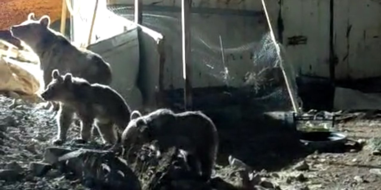 Ayı ailesi, Dağlıca'daki şantiyede yiyecek aradı