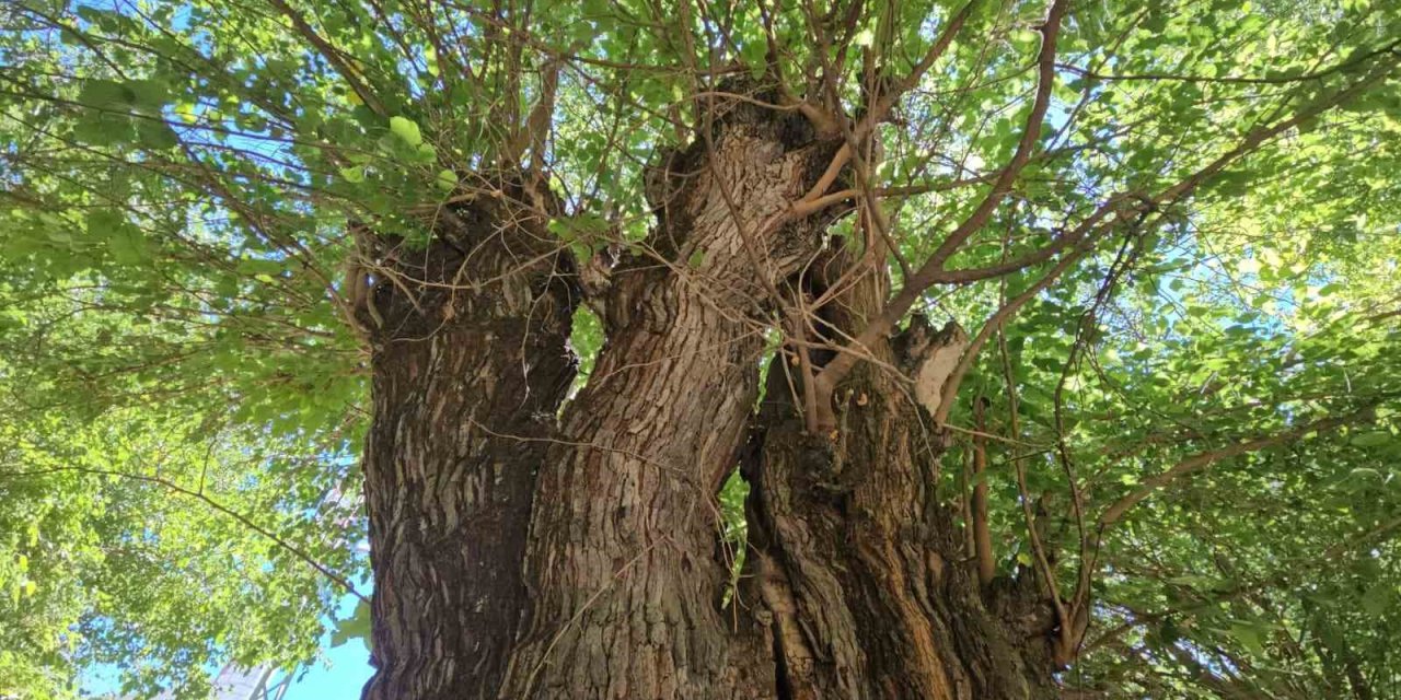 Elazığ’da dut ağaçları zamana direniyor