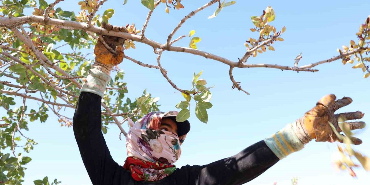 Mevsimlik işçilerin sıcak havada fıstık hasadı devam ediyor