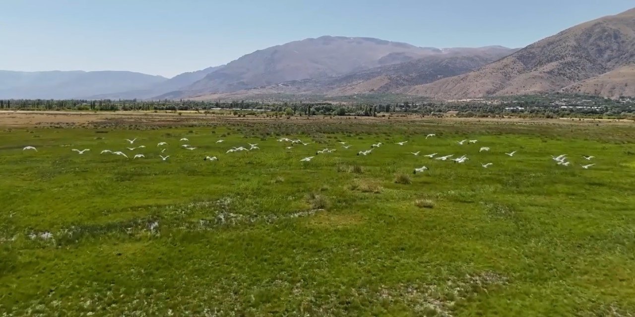Afrika’dan göç eden leylek sürüsü Erzincan’da durakladı