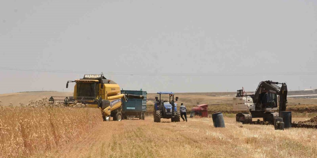 Çiftçinin emeği ürüne dönüştü, hasat mesaisi start verdi