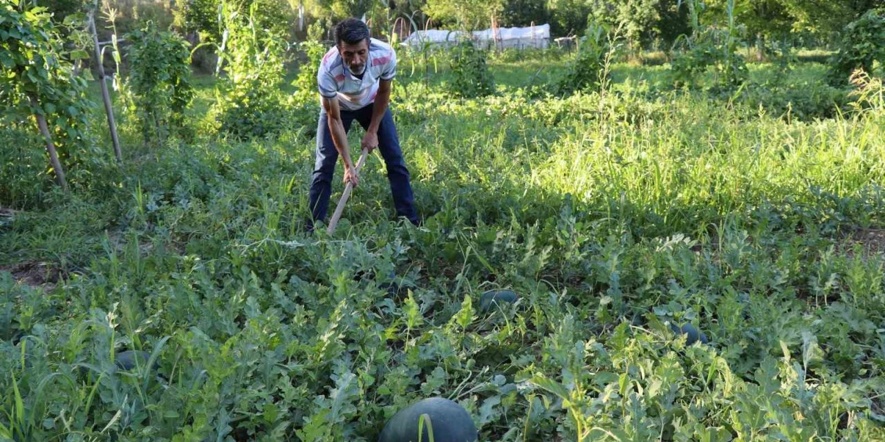 Oltu’da yerli karain karpuzu hasadı