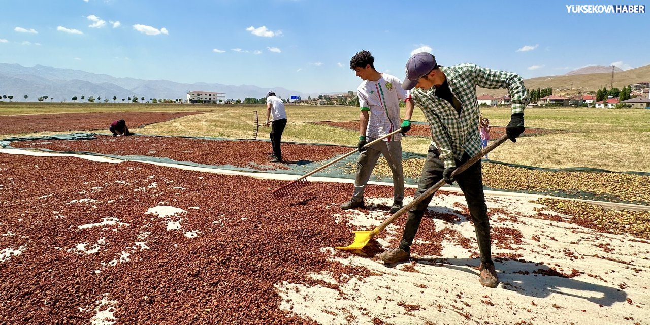 Yüksekova’da kırsal girişimcilik örneği: 150 ton elma kurutuldu