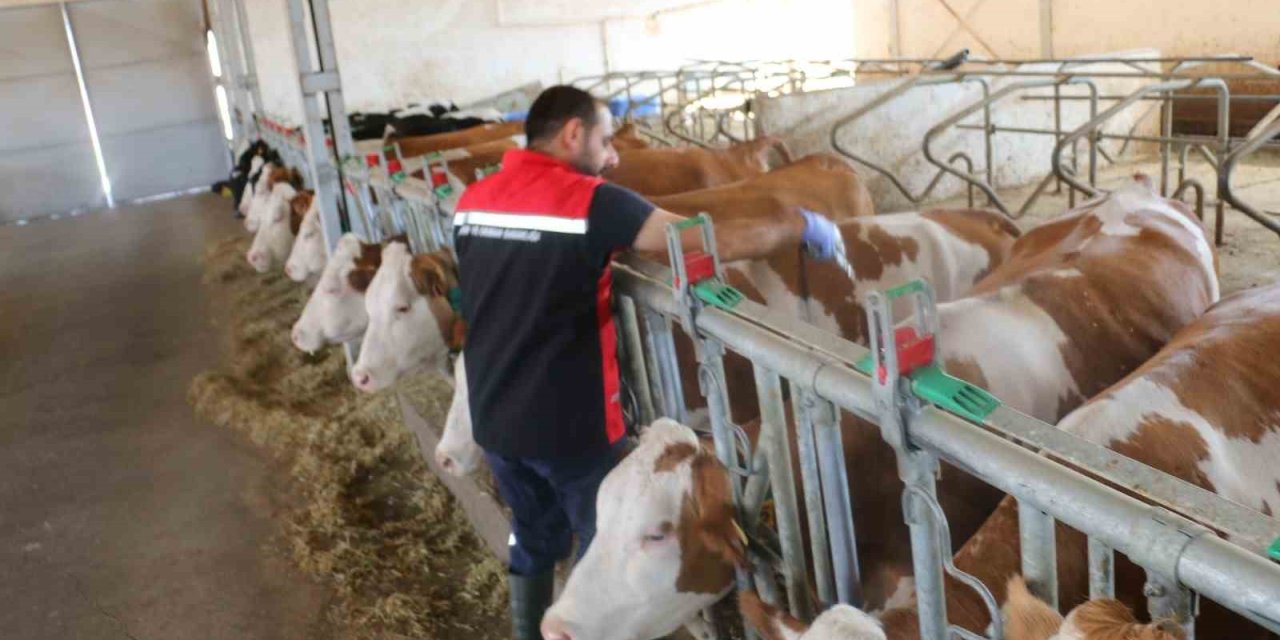 Erzincan il genelinde şap hastalığına karşı önlem