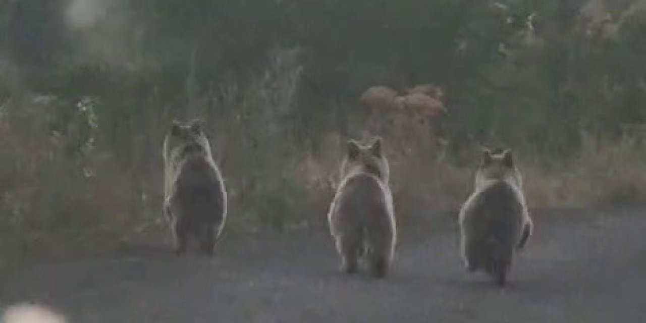 Yavru ayılar araca yol vermedi