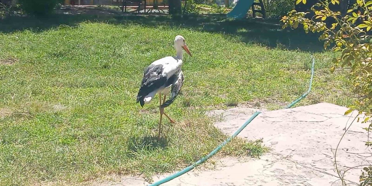 Elazığ’da kanadı kırık leylek koruma altında