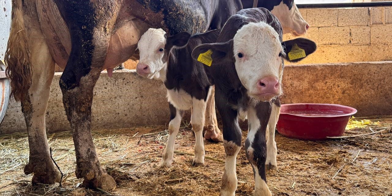 Şanlıurfa’da şap hastalığıyla mücadele
