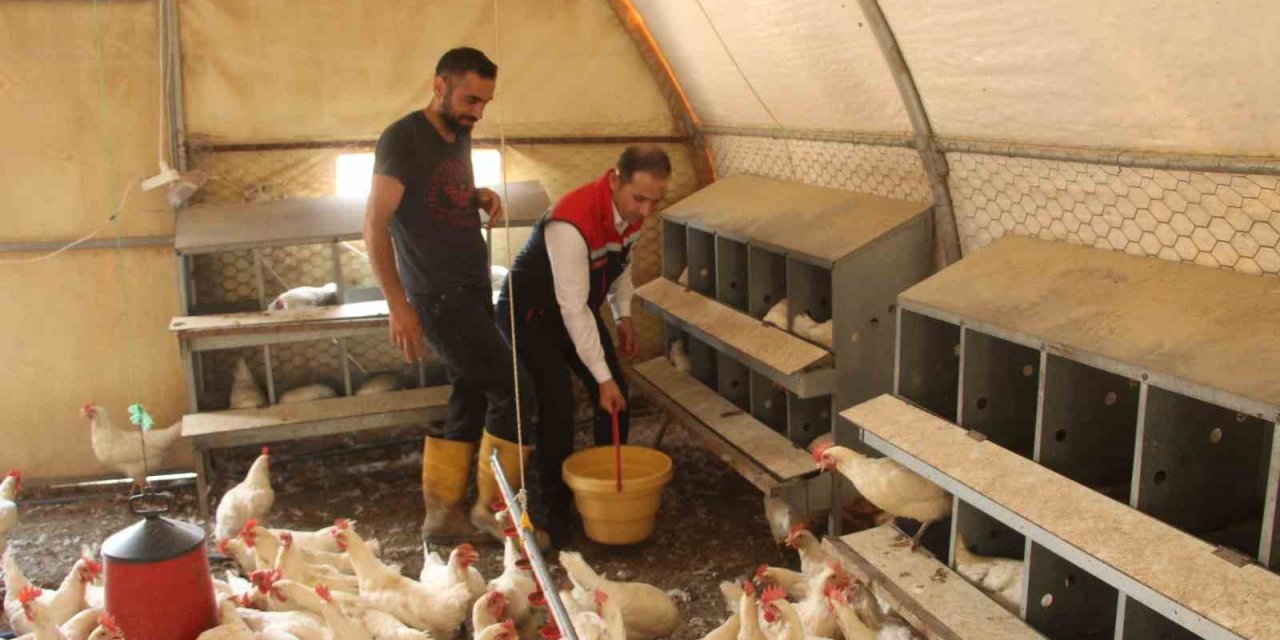 Şırnak'ta 30 tavukla başladığı işletmesinde bin 700 tavuğa ulaştı