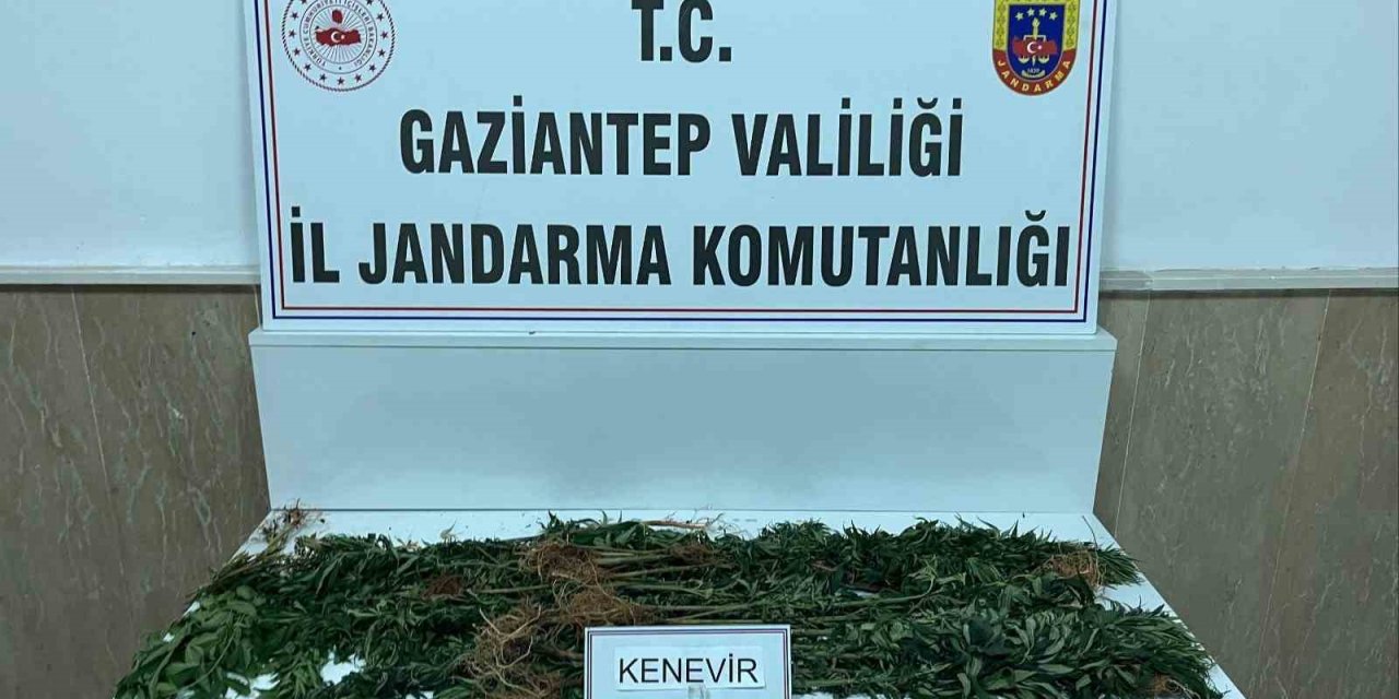 Gaziantep’te 428 kök kenevir ele geçirildi: 5 kişi tutuklandı