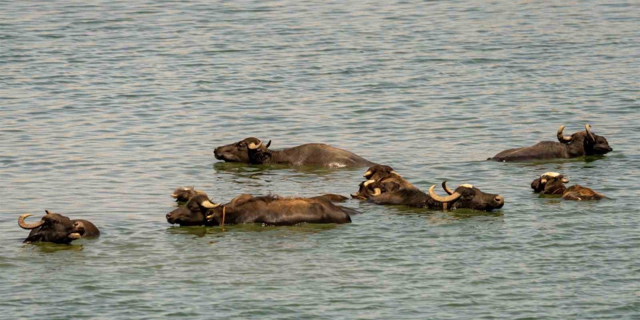 Sığır ve mandalar Kabaklı Gölü’nde serinliyor