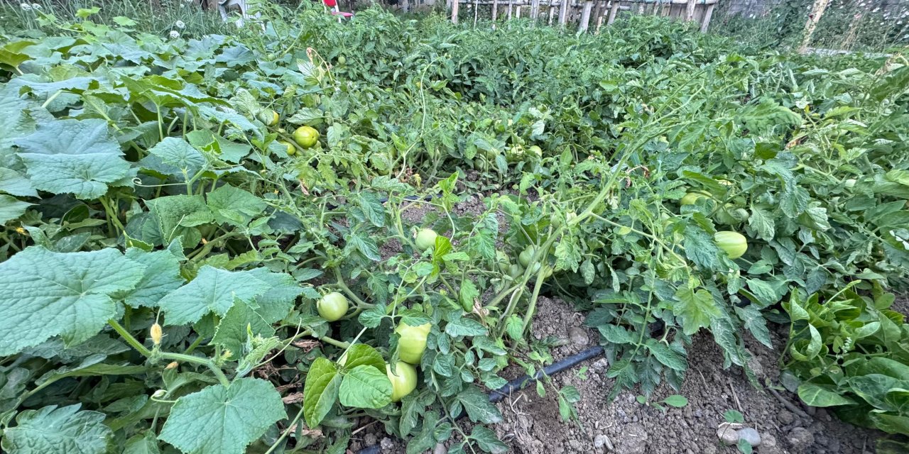 Yüksekova’da bahçeler ürün vermeye başladı